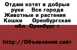 Отдам котят в добрые руки. - Все города Животные и растения » Кошки   . Оренбургская обл.,Оренбург г.